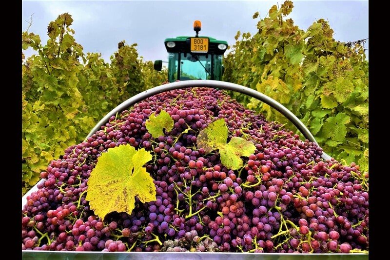 Vinařství Grmolec - ubytování