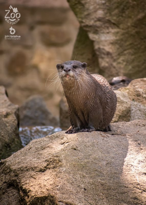 Zoopark Na Hrádečku