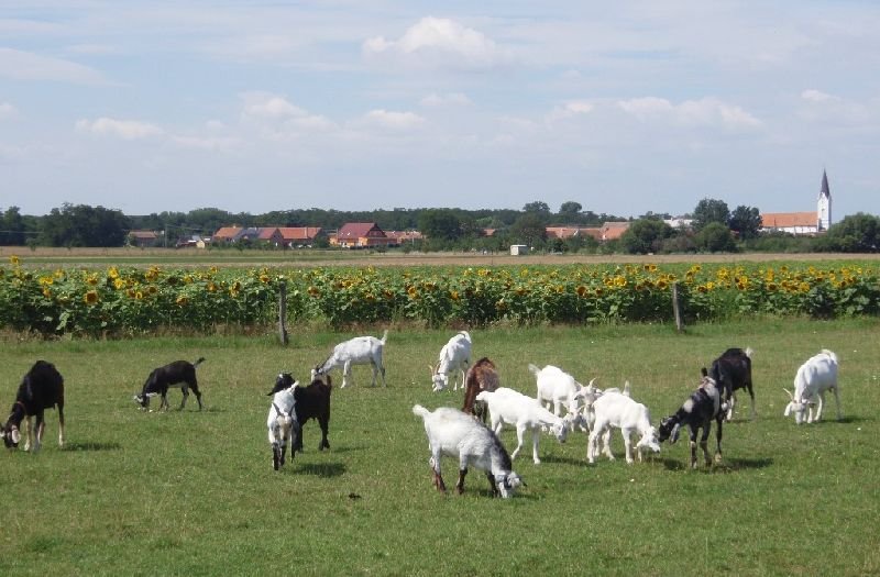 Jáňův dvůr - penzion