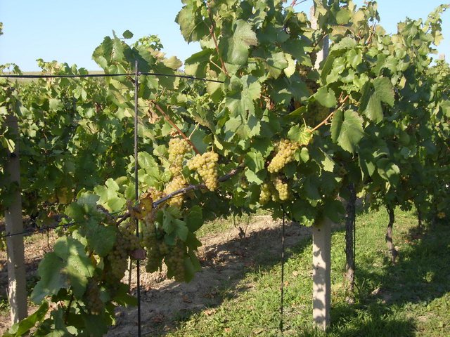 Rodinné vinařství U Samsonů