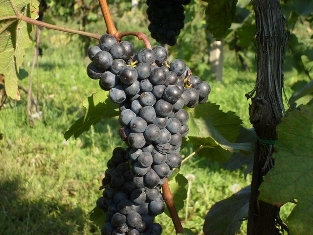 Rodinné vinařství U Samsonů