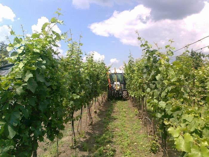 Rodinné vinařství Bartoníkovi